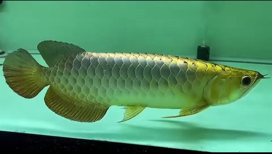 鸚鵡魚和銀龍魚混養怎樣喂食 祥龍魚場的藍底過背金龍魚 龍魚論壇 祥龍魚場的藍底過背金龍魚 祥龍魚場的藍底過背金龍魚 龍魚論壇