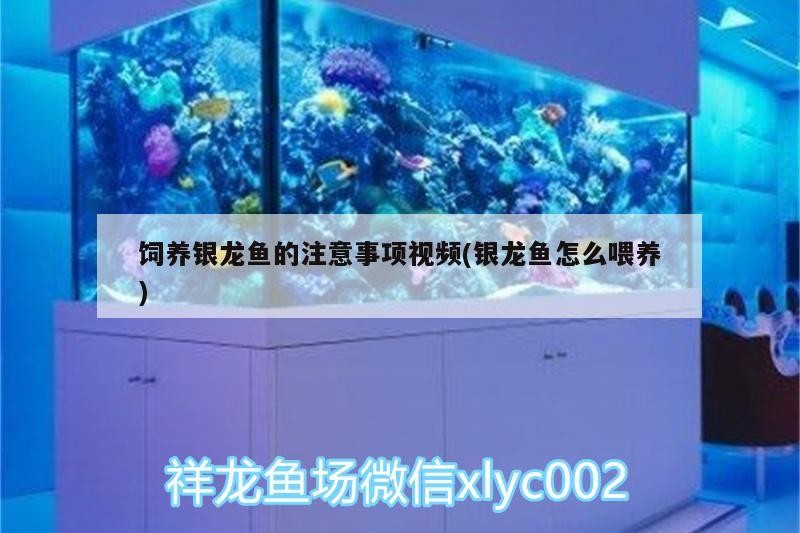 飼養銀龍魚的注意事項視頻(銀龍魚怎么喂養)