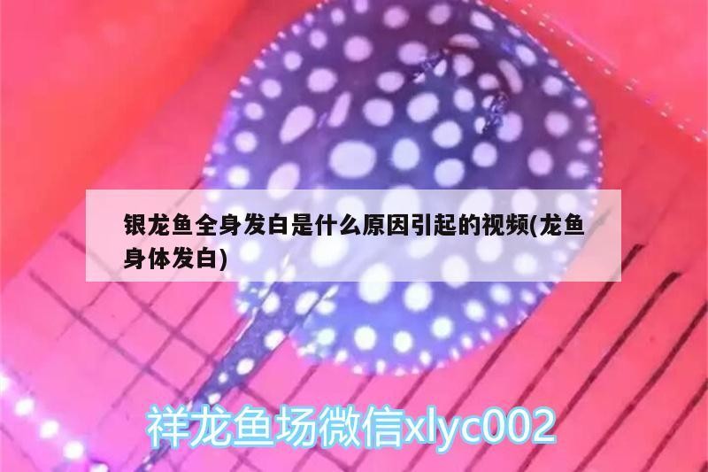 銀龍魚全身發白是什么原因引起的視頻(龍魚身體發白)