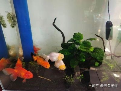 大魚缸可以養什么魚好看：大型魚缸飼養指南 大魚缸可以養什么魚好看：大型魚缸飼養指南 魚缸百科 第3張