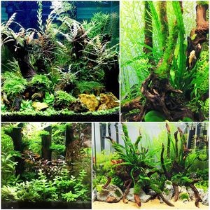 杜鵑根對魚缸有什么好處:杜鵑根可以改善水質和軟化水質和軟化水質和軟化水質 魚缸百科 第1張 杜鵑根對魚缸有什么好處:杜鵑根可以改善水質和軟化水質和軟化水質和軟化水質 杜鵑根對魚缸有什么好處:杜鵑根可以改善水質和軟化水質和軟化水質和軟化水質 魚缸百科 第1張