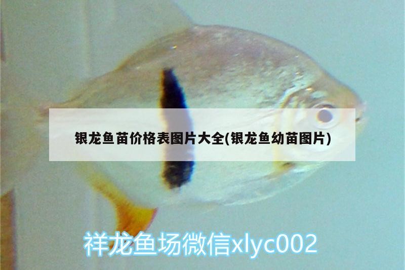 銀龍魚苗價格表圖片大全(銀龍魚幼苗圖片) 銀龍魚苗價格表圖片大全(銀龍魚幼苗圖片) 銀龍魚百科
