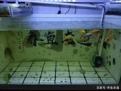 大型魚缸漏水如何修補(bǔ)好視頻：如何修補(bǔ)大型魚缸漏水 大型魚缸漏水如何修補(bǔ)好視頻：如何修補(bǔ)大型魚缸漏水 魚缸百科 第3張