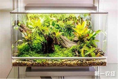 敞開式生態(tài)魚缸造景：如何搭建一個生態(tài)魚缸？