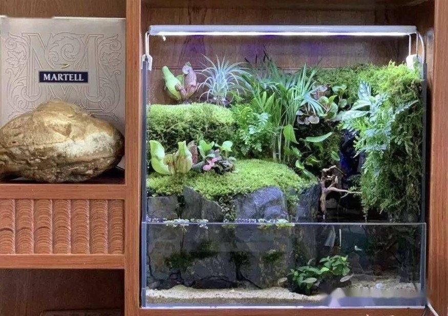 敞開式生態(tài)魚缸造景：如何搭建一個生態(tài)魚缸？