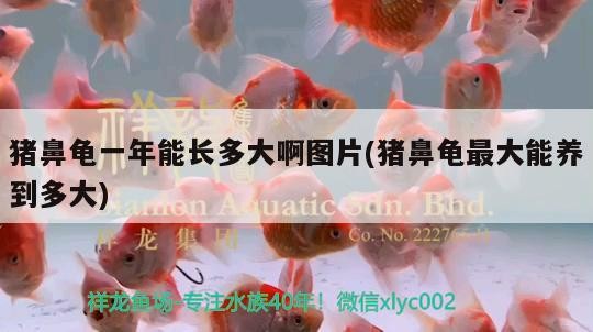 豬鼻龜一年能長多大啊圖片(豬鼻龜最大能養(yǎng)到多大)