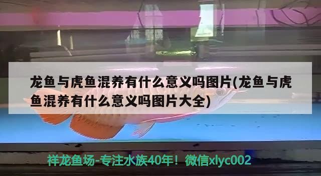 龍魚與虎魚混養有什么意義嗎圖片(龍魚與虎魚混養有什么意義嗎圖片大全)