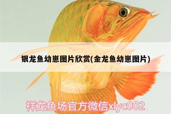 銀龍魚幼崽圖片欣賞(金龍魚幼崽圖片)