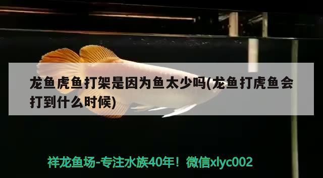 龍魚虎魚打架是因為魚太少嗎(龍魚打虎魚會打到什么時候) 龍魚虎魚打架是因為魚太少嗎(龍魚打虎魚會打到什么時候) 虎魚百科