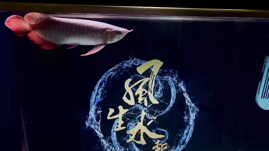 開口。一頓4個(gè)小蝦 開口。一頓4個(gè)小蝦 龍魚論壇