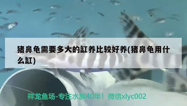 豬鼻龜需要多大的缸養比較好養(豬鼻龜用什么缸)