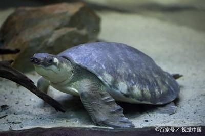 豬鼻龜為什么會掉白色的皮：豬鼻龜脫皮怎么回事