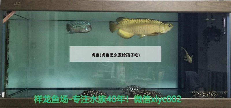 虎魚(虎魚怎么煮給孩子吃) 虎魚(虎魚怎么煮給孩子吃) 虎魚百科