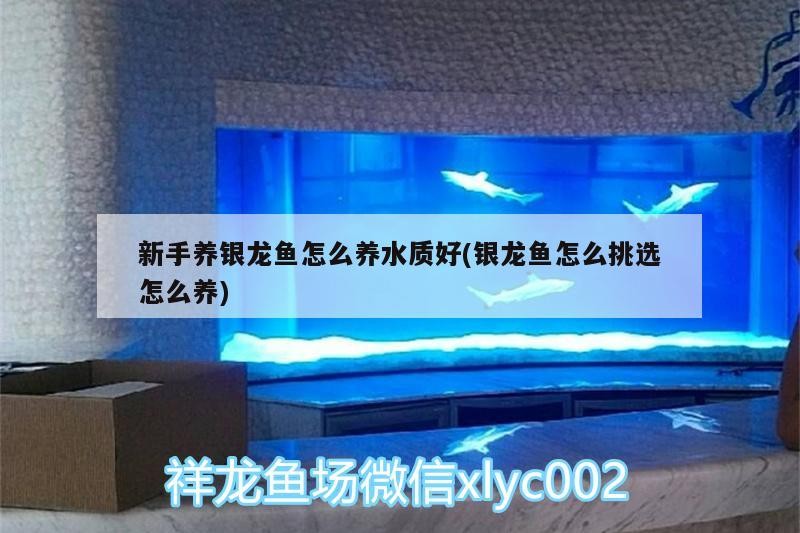 新手養銀龍魚怎么養水質好(銀龍魚怎么挑選怎么養)