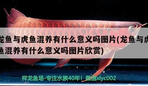 龍魚與虎魚混養有什么意義嗎圖片(龍魚與虎魚混養有什么意義嗎圖片欣賞) 龍魚與虎魚混養有什么意義嗎圖片(龍魚與虎魚混養有什么意義嗎圖片欣賞) 虎魚百科