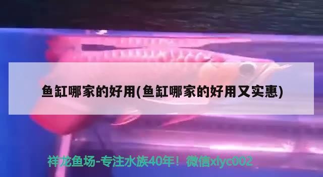 魚(yú)缸哪家的好用(魚(yú)缸哪家的好用又實(shí)惠)