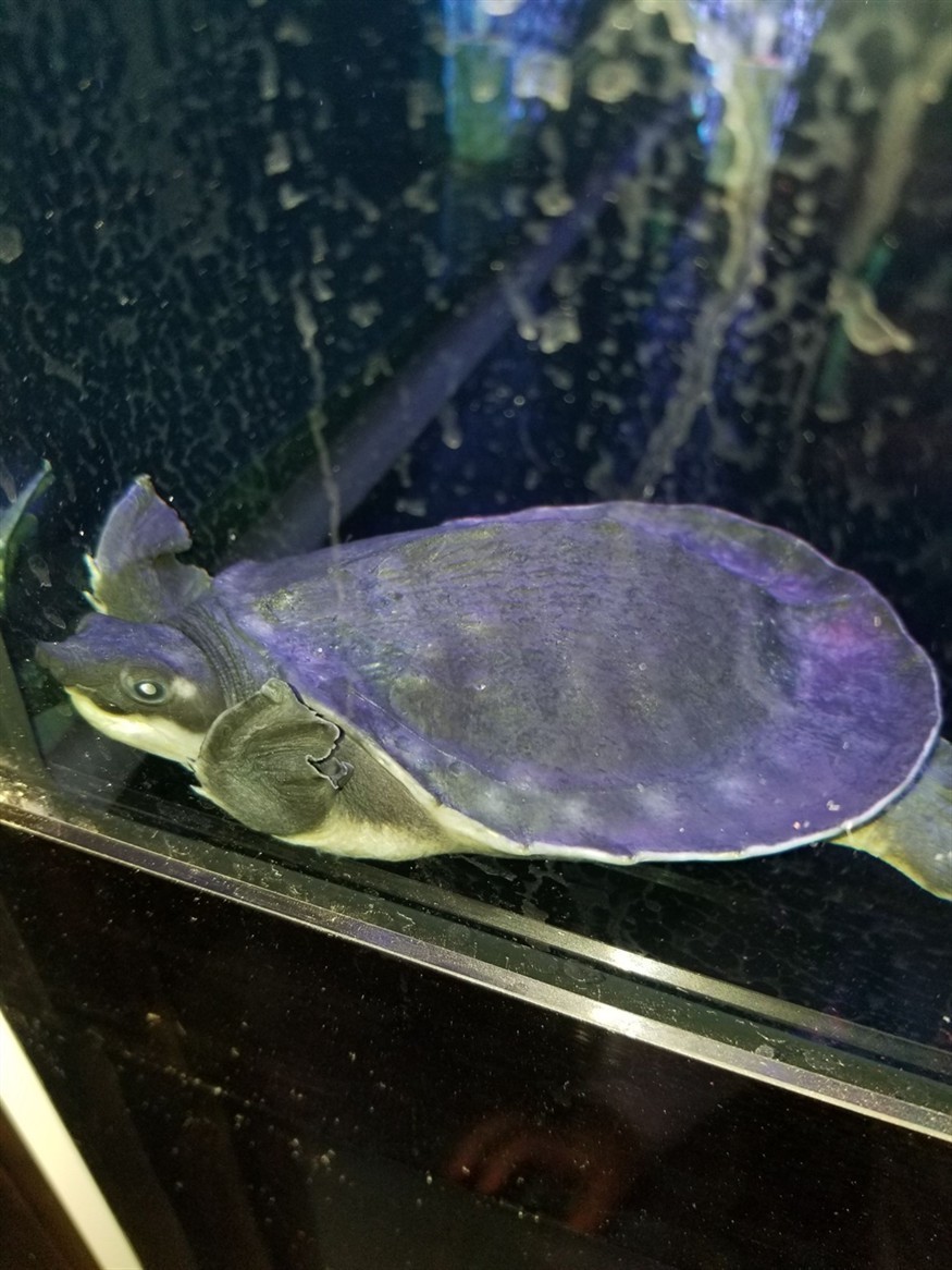 韶關觀賞魚市場豬鼻龜飼養