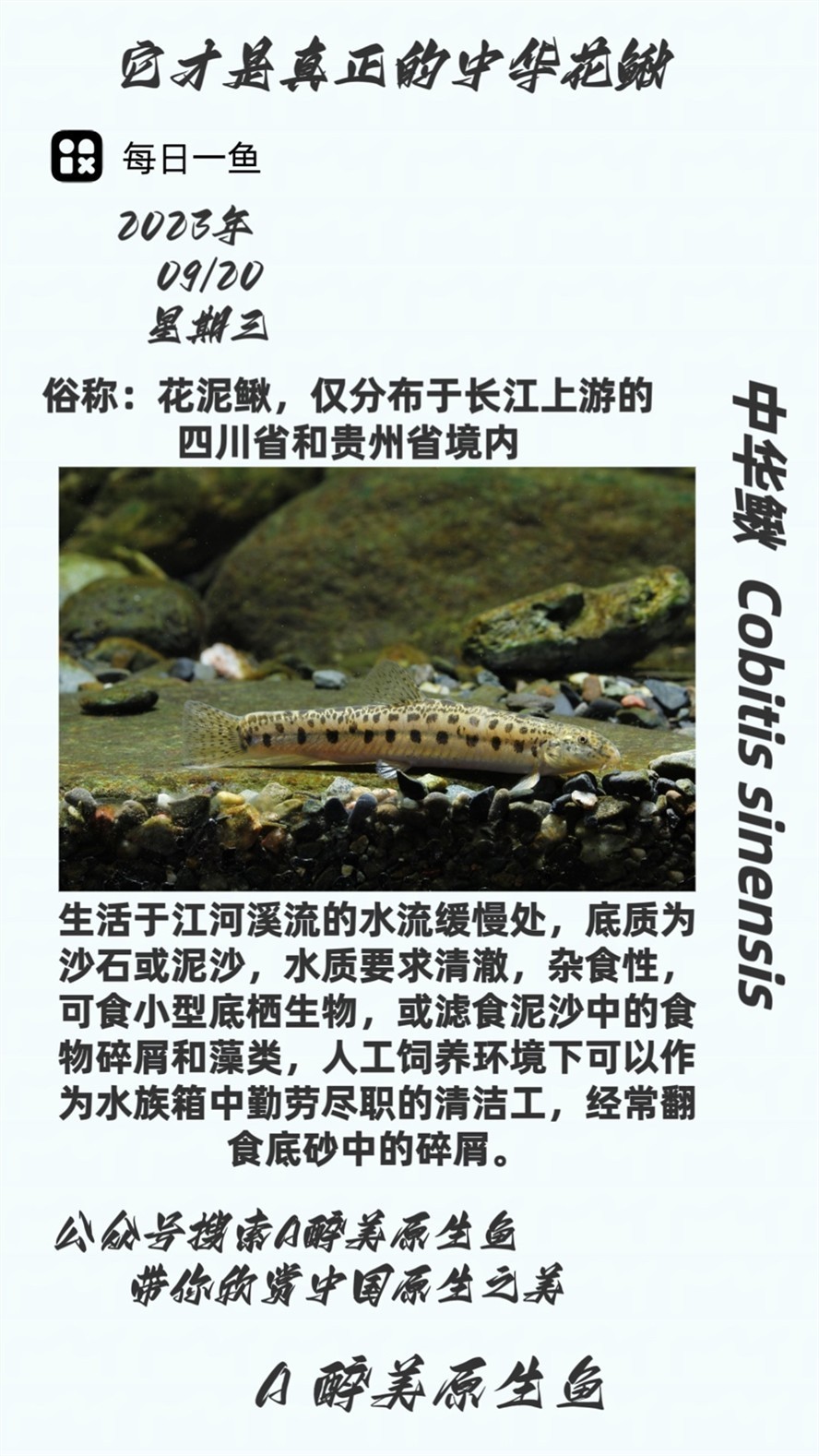 中華鰍 中華鰍 龍魚論壇