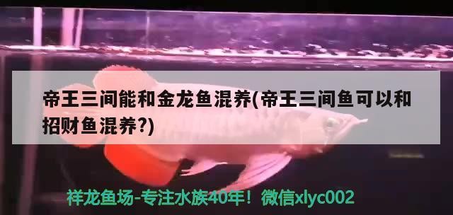 銀龍魚身上有白色絮狀物怎么回事(龍魚身上有白色絮狀物龍魚身上有一層白膜) 銀龍魚百科 第1張 銀龍魚身上有白色絮狀物怎么回事(龍魚身上有白色絮狀物龍魚身上有一層白膜) 銀龍魚身上有白色絮狀物怎么回事(龍魚身上有白色絮狀物龍魚身上有一層白膜) 銀龍魚百科 第1張