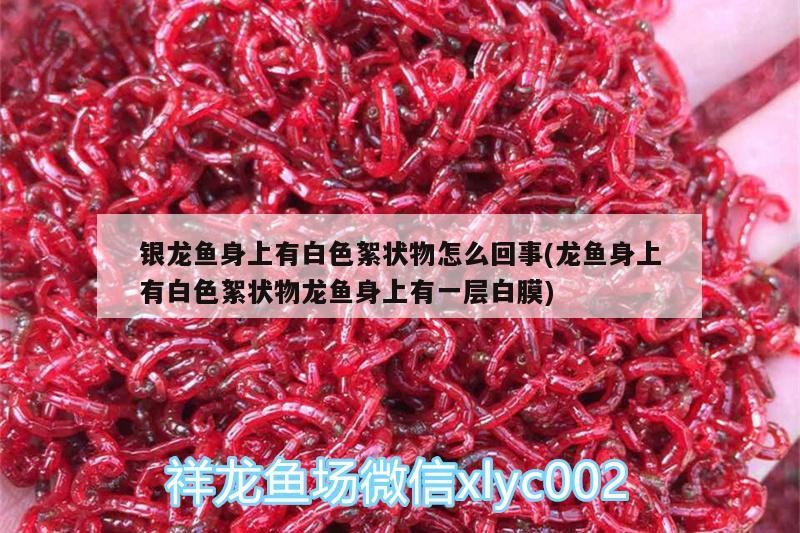 銀龍魚身上有白色絮狀物怎么回事(龍魚身上有白色絮狀物龍魚身上有一層白膜) 銀龍魚百科 第3張 銀龍魚身上有白色絮狀物怎么回事(龍魚身上有白色絮狀物龍魚身上有一層白膜) 銀龍魚身上有白色絮狀物怎么回事(龍魚身上有白色絮狀物龍魚身上有一層白膜) 銀龍魚百科 第3張
