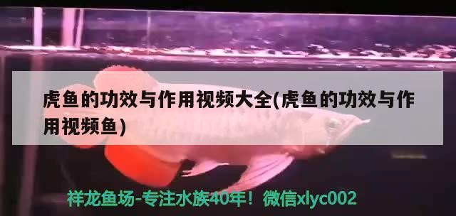 虎魚的功效與作用視頻大全(虎魚的功效與作用視頻魚)