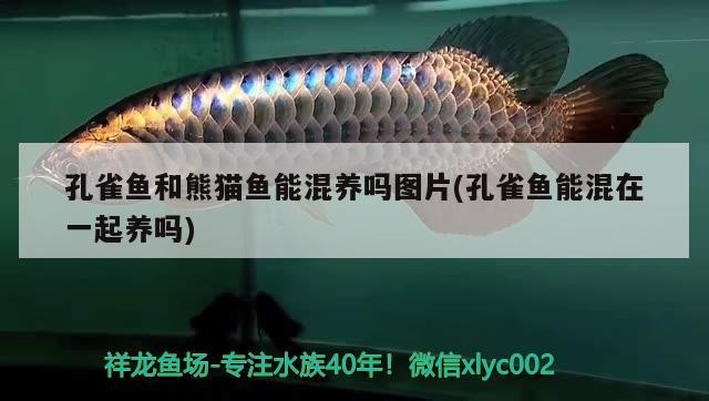孔雀魚和熊貓魚能混養嗎圖片(孔雀魚能混在一起養嗎)
