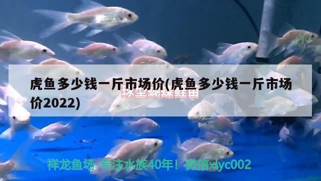 虎魚多少錢一斤市場價(虎魚多少錢一斤市場價2022) 虎魚多少錢一斤市場價(虎魚多少錢一斤市場價2022) 虎魚百科