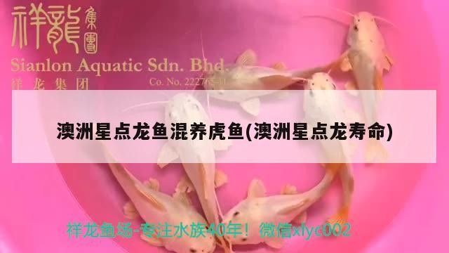 澳洲星點龍魚混養虎魚(澳洲星點龍壽命) 澳洲星點龍魚混養虎魚(澳洲星點龍壽命) 虎魚百科