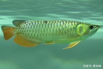 血紅龍魚多少錢一條