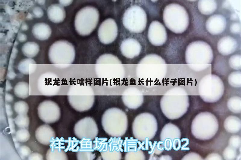 銀龍魚長啥樣圖片(銀龍魚長什么樣子圖片)