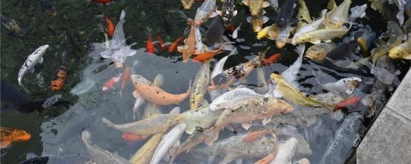 1.2米魚缸一次加多少鹽錦鯉:1.2米魚缸一次加多少鹽錦鯉的作用和作用 魚缸百科 第1張 1.2米魚缸一次加多少鹽錦鯉:1.2米魚缸一次加多少鹽錦鯉的作用和作用 1.2米魚缸一次加多少鹽錦鯉:1.2米魚缸一次加多少鹽錦鯉的作用和作用 魚缸百科 第1張