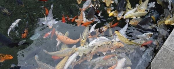 1.2米魚缸一次加多少鹽錦鯉：1.2米魚缸一次加多少鹽錦鯉的作用和作用 1.2米魚缸一次加多少鹽錦鯉：1.2米魚缸一次加多少鹽錦鯉的作用和作用 魚缸百科 第3張
