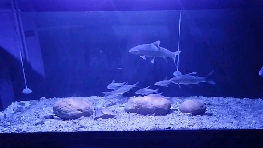 海缸燈的淡水
