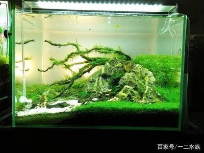 大型景觀魚缸推薦品種：大型景觀魚缸的選擇和養護