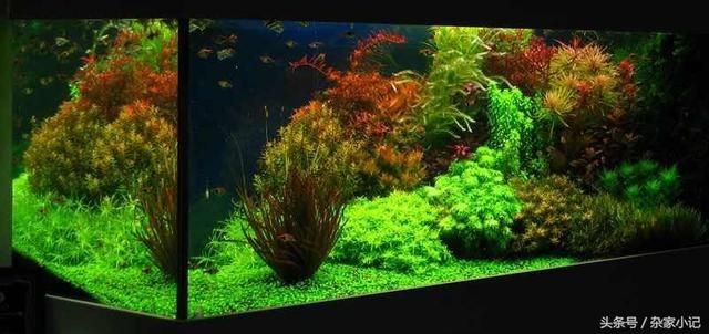 大型景觀魚缸推薦品種：大型景觀魚缸的選擇和養護
