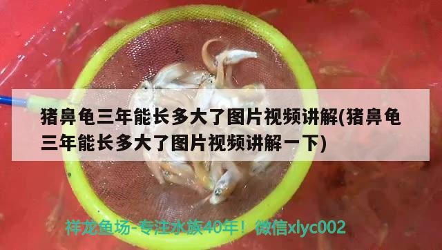 豬鼻龜三年能長多大了圖片視頻講解(豬鼻龜三年能長多大了圖片視頻講解一下)