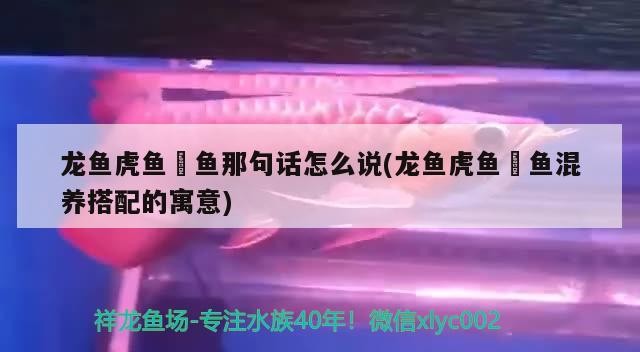 龍魚虎魚魟魚那句話怎么說(龍魚虎魚魟魚混養搭配的寓意)
