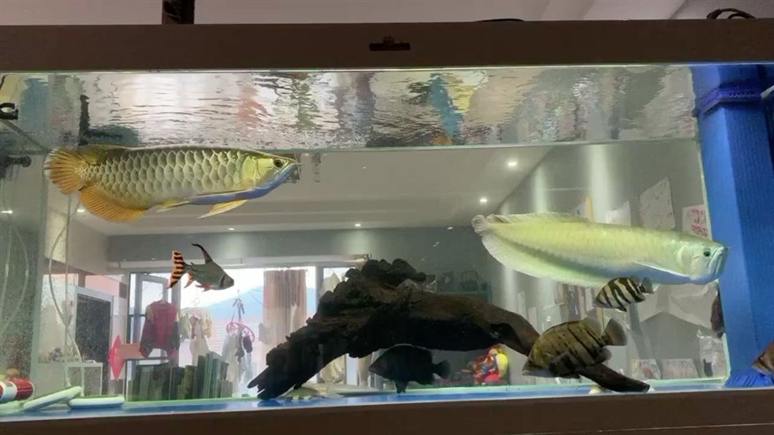 一條小虎魚(yú)一個(gè)月了從未黑過(guò)