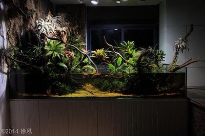敞口魚缸適合放在室內嗎：敞口魚缸應該放在室內嗎？