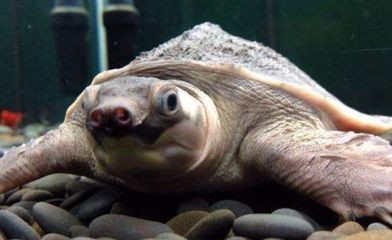豬鼻龜最大能長多大,豬鼻龜吃什么:豬鼻龜最大能養(yǎng)到多大 豬鼻龜百科 第3張 豬鼻龜最大能長多大,豬鼻龜吃什么:豬鼻龜最大能養(yǎng)到多大 豬鼻龜最大能長多大,豬鼻龜吃什么:豬鼻龜最大能養(yǎng)到多大 豬鼻龜百科 第3張