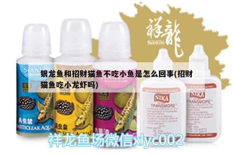 銀龍魚和招財貓魚不吃小魚是怎么回事(招財貓魚吃小龍蝦嗎) 銀龍魚和招財貓魚不吃小魚是怎么回事(招財貓魚吃小龍蝦嗎) 銀龍魚百科