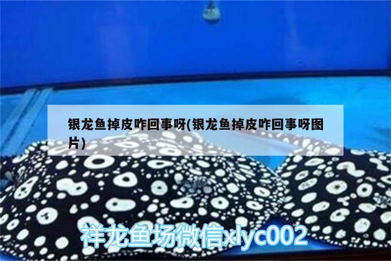 銀龍魚掉皮咋回事呀(銀龍魚掉皮咋回事呀圖片)