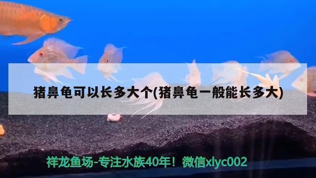 豬鼻龜可以長多大個(豬鼻龜一般能長多大)