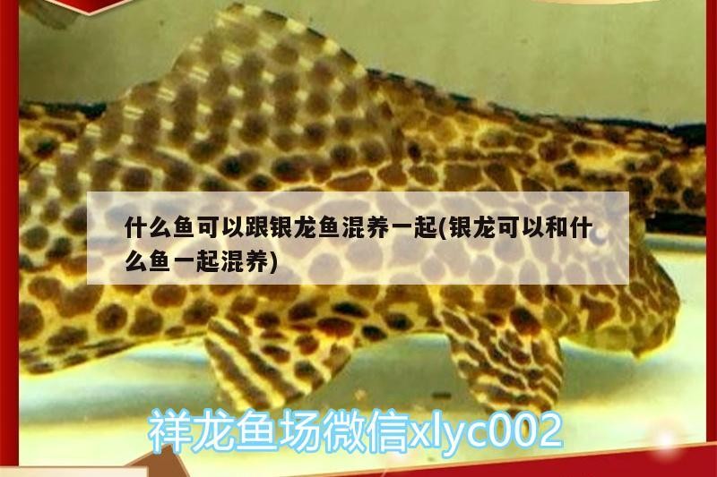 什么魚可以跟銀龍魚混養一起(銀龍可以和什么魚一起混養)
