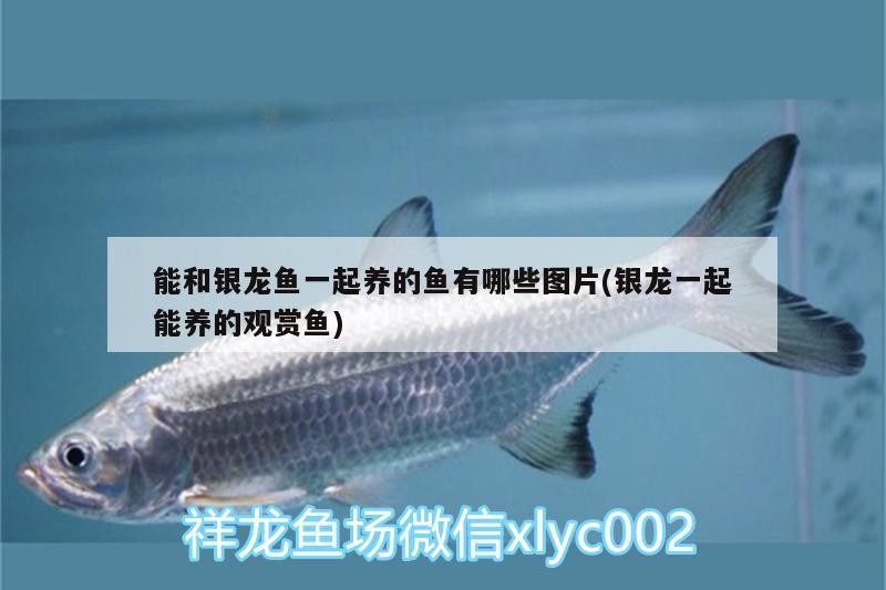 能和銀龍魚一起養的魚有哪些圖片(銀龍一起能養的觀賞魚)