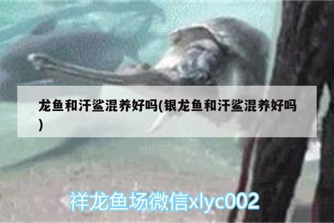 紅龍魚(yú) 龍魚(yú)和汗鯊混養(yǎng)好嗎(銀龍魚(yú)和汗鯊混養(yǎng)好嗎) 銀龍魚(yú)百科 龍魚(yú)和汗鯊混養(yǎng)好嗎(銀龍魚(yú)和汗鯊混養(yǎng)好嗎) 龍魚(yú)和汗鯊混養(yǎng)好嗎(銀龍魚(yú)和汗鯊混養(yǎng)好嗎) 銀龍魚(yú)百科