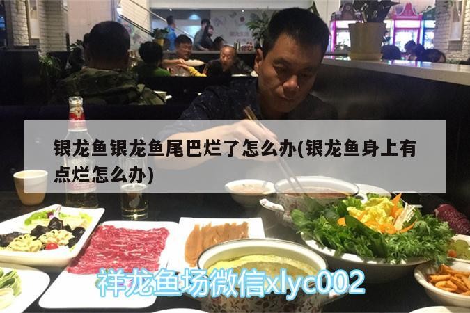 銀龍魚銀龍魚尾巴爛了怎么辦(銀龍魚身上有點(diǎn)爛怎么辦)