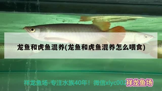 龍魚和虎魚混養(yǎng)(龍魚和虎魚混養(yǎng)怎么喂食)