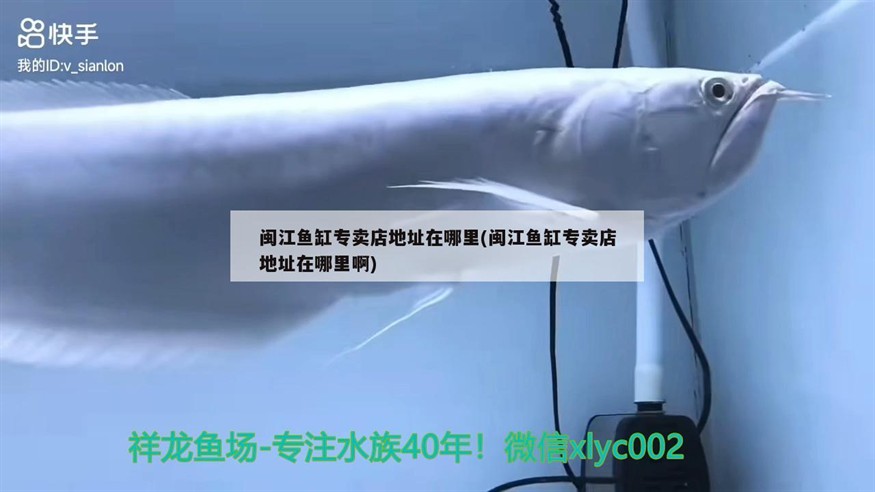 閩江魚缸專賣店地址在哪里(閩江魚缸專賣店地址在哪里啊) 閩江魚缸專賣店地址在哪里(閩江魚缸專賣店地址在哪里啊) 豬鼻龜百科