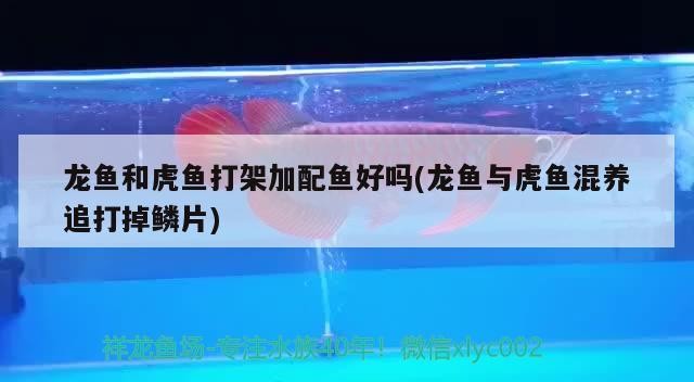 龍魚和虎魚打架加配魚好嗎(龍魚與虎魚混養追打掉鱗片)